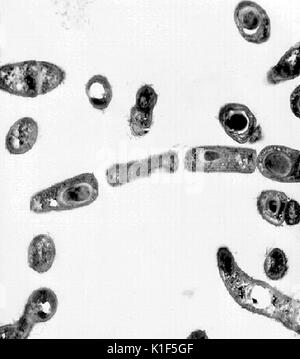 Transmission Electron Micrograph von Bacillus anthracis. Transmission Electron micrographic Bild von Bacillus anthracis. Bild mit freundlicher Genehmigung von CDC/Dr. Sherif Zaki, Elizabeth Weiß, 2001. Stockfoto