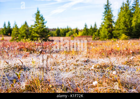 Eisige Frost auf trockenem Gras Wiese am Morgen Sonnenlicht bei Dolly Grassoden, West Virginia beleuchtet Stockfoto