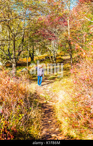 Junge Frau auf Trail-Pfad im herbstlichen Wald auf Hügel in Dolly Grassoden, West Virginia Stockfoto