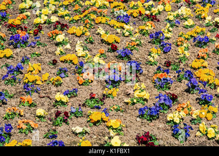 Gemischte Stiefmütterchen im Blumenbeet Stockfoto