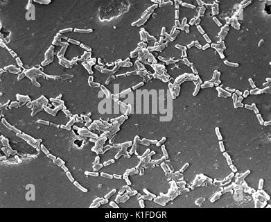 Scanning Electron Micrograph (SEM) von Mycobacterium chelonae Bakterien. Mit freundlicher CDC. 1984. Stockfoto
