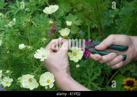 Gärtner Deadheading Cosmos bipinnatus Xanthos Blume mit Schnitzeln in einem englischen Garten. VEREINIGTES KÖNIGREICH Stockfoto