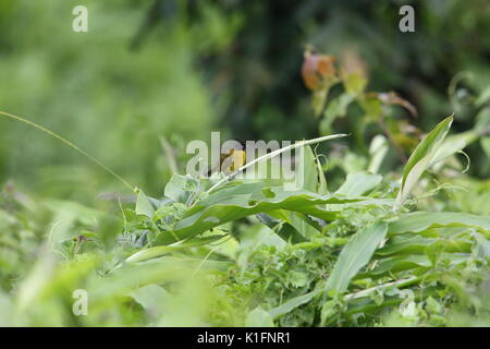 Black-Crested bulbul (pycnonotus flaviventris) in Thailand. Stockfoto