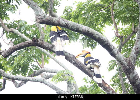 Great Hornbill (Buceros bicornis) in den Khao Yai Nationalpark, Thailand Stockfoto