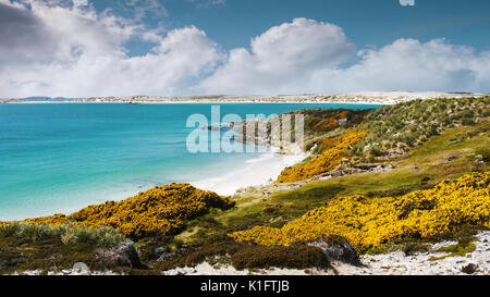 Schöne Küstenlinie von Falkland Inseln. Die weißen Sandstrände und das türkisfarbene Wasser des Gypsy Cove, eine Mine. East Falkland Insel. Stockfoto