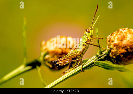 Die gemeinsame Heuschrecke, Chorthippus parallelus, in einer Wiese Stockfoto