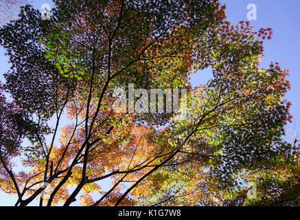 Bäume im Herbst an der Ueno Park in Tokio, Japan. Stockfoto