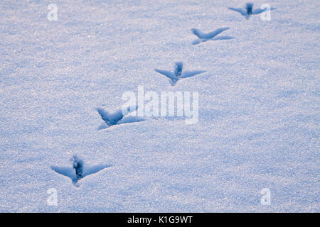 Linie der Fußspuren im Schnee von heron Vogel links. Stockfoto