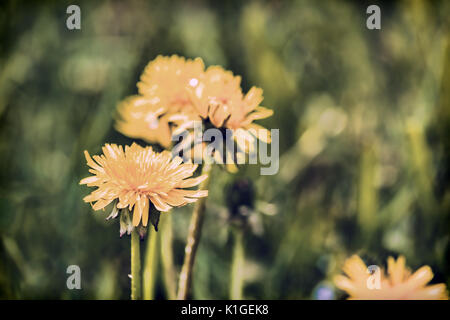 Makro Nahaufnahme des gelben Löwenzahn Blumen im grünen Gras Hintergrund in der Ile d'Orleans, Quebec, Kanada mit Vintage Look Stockfoto