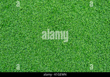 Grünen Rasen. natürliche Hintergrundtextur. Stockfoto