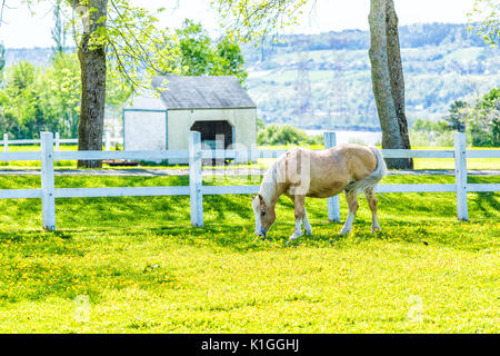 Bauernhof Sommer Landschaft mit dem Pferd im Paddock Bereich der hellen gelben Löwenzahn Blumen und weißen Zaun Stockfoto
