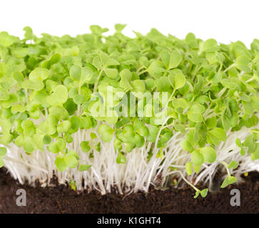 Mizuna Sämlinge in Topferde umsetzen. Sprossen, Gemüse, microgreen. Auch japanische Senf, Senf kyona oder spider genannt. Stockfoto