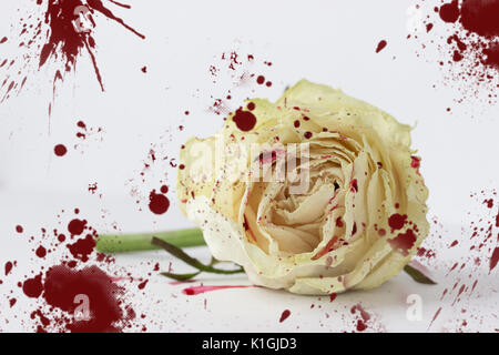 Weiße Rose im Blut auf weißen Hintergrund. nicht isoliert Stockfoto