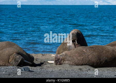 Norwegen, Spitzbergen, Svalbard Nature Reserve, Edgeoya, Kapp Lee. Kleine Gruppe von walross mitgeführt und auf entfernten Strand (WILD: Odobenus roamerus) Stockfoto