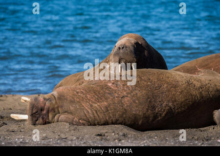 Norwegen, Spitzbergen, Svalbard Nature Reserve, Edgeoya, Kapp Lee. Kleine Gruppe von walross mitgeführt und auf entfernten Strand (WILD: Odobenus roamerus) Stockfoto