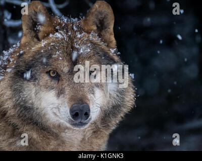 Iberischen Wolf (Canis lupus Signatus) im Schnee in den Wald im Winter Stockfoto