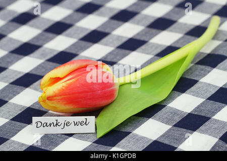 Dank je wel (d. h., vielen Dank, dass Sie sich im Niederländischen) Karte mit rote Tulpe auf karierten Oberfläche Stockfoto