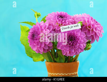 Dank je wel (Danke in Niederländisch) mit bunten Dahlie Blumenstrauß Stockfoto