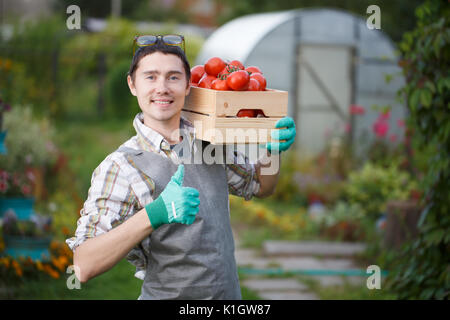 Lächelnd Mann in Gummihandschuhe mit Tomaten ernten in Holzkiste steht im Cottage Stockfoto