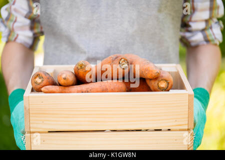 Nahaufnahme von Karotte, in die Hände des Menschen Stockfoto