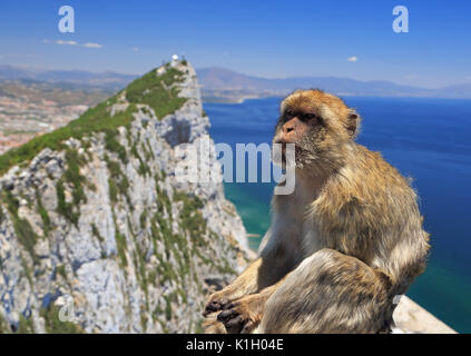 Barbary macaque in Gibraltar, Gibraltar (Britische Überseegebiete) Stockfoto