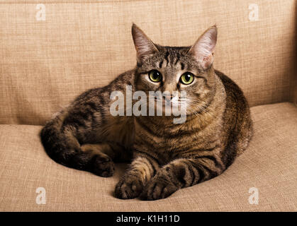 Portrait von Green-eyed funky cat auf einem braunen Sessel Stockfoto