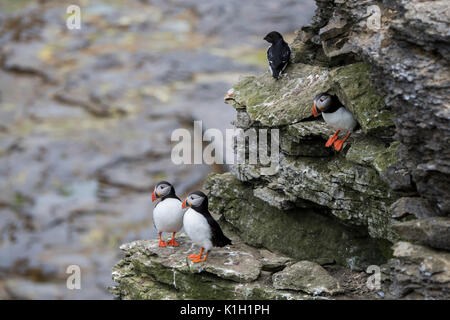 Norwegen, Barentssee, Svalbard, Spitzbergen National Park. Bear Island Nature Reserve aka Bjornoya, important bird Nistplatz. Atlantic Papageientaucher Stockfoto