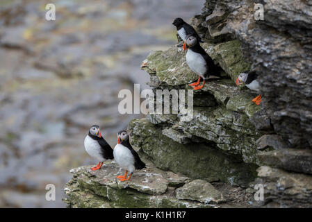 Norwegen, Barentssee, Svalbard, Spitzbergen National Park. Bear Island Nature Reserve aka Bjornoya, important bird Nistplatz. Atlantic Papageientaucher Stockfoto