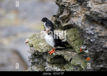 Norwegen, Barentssee, Svalbard, Spitzbergen National Park. Bear Island Nature Reserve aka Bjornoya, important bird Nistplatz. Atlantic Papageientaucher Stockfoto