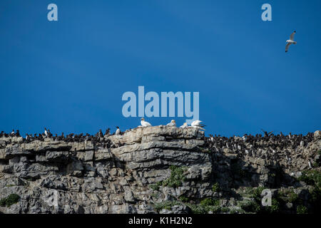 Norwegen, Barentssee, Spitzbergen. Bear Island Nature Reserve aka Bjornoya. Seltene Sichtung von Basstölpel auf dem Vogel nesting Klippen. Stockfoto