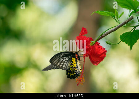 Schönen südlichen Birdwing Butterfly On Hibiscus Stockfoto