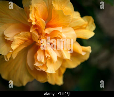 Pfirsich Rüschen Hibiscus - Blumen in voller Blüte Makro, ein empfindliches Makro Nahaufnahme Staubgefäße und Pedale Stockfoto