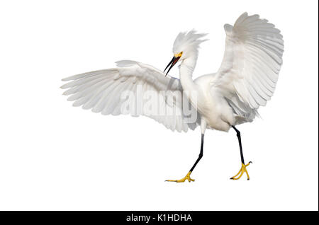 Snowy Egret (Egretta thula) wandern mit bedrohlichen Haltung, auf weißem Hintergrund. Stockfoto