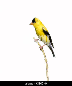 Amerikanische Stieglitz (Carduelis Tristis) auf weißem Hintergrund. Stockfoto
