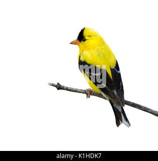 Amerikanische Stieglitz (Carduelis Tristis) auf weißem Hintergrund. Stockfoto