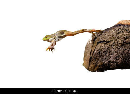 Nach Amerikanische Ochsenfrosch (Lithobates catesbeianus) springen, auf weißem Hintergrund. Stockfoto