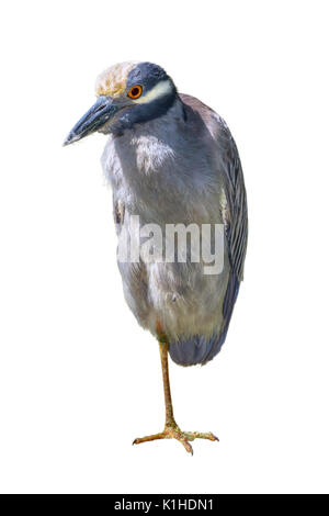 Gelb - gekrönte Nacht - Heron (Nyctanassa violacea) ruht auf einem Bein, auf weißem Hintergrund Stockfoto