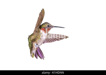 Männliche Ruby-throated hummingbird fliegen (auf weißem Hintergrund) Stockfoto