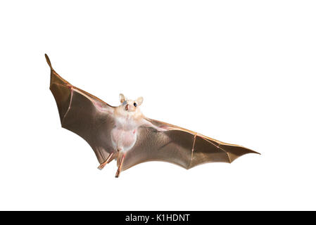 Peters' Zwerg epauletted Obst bat (Micropteropus Pusillus) fliegen, auf weißem Hintergrund. Stockfoto