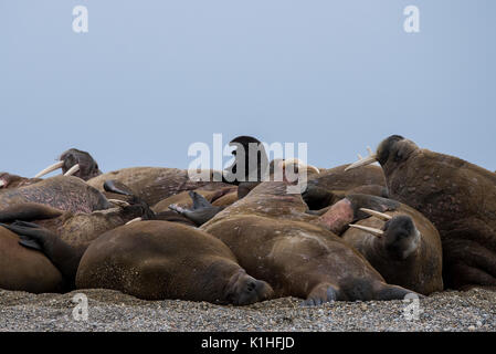 Norwegen, Spitzbergen, Nordaustlandet, Nordaust-Svalbard Nature Reserve, Torellneset. (79° 22' 13" N 20° 40' 43" E) Männliche atlantischen Walross. Stockfoto