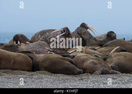 Norwegen, Spitzbergen, Nordaustlandet, Nordaust-Svalbard Nature Reserve, Torellneset. (79° 22' 13" N 20° 40' 43" E) Männliche atlantischen Walross. Stockfoto