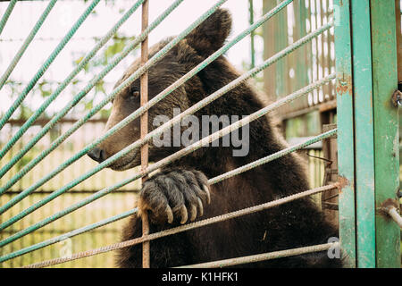 Europäische eurasischen Braun russischen Bären Ursus arctos Arctos im Käfig der Zoo. Stockfoto