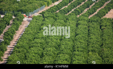 Orange Bäume in der Nähe von orba, Valencia, Spanien Stockfoto