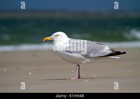 Europäische Silbermöwe stehen auf dem Strand Stockfoto