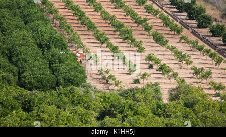 Orange Bäume in der Nähe von orba, Valencia, Spanien Stockfoto