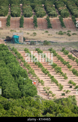 Orange Bäume in der Nähe von orba, Valencia, Spanien Stockfoto