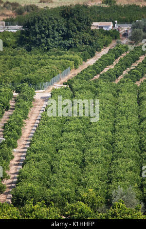 Orange Bäume in der Nähe von orba, Valencia, Spanien Stockfoto