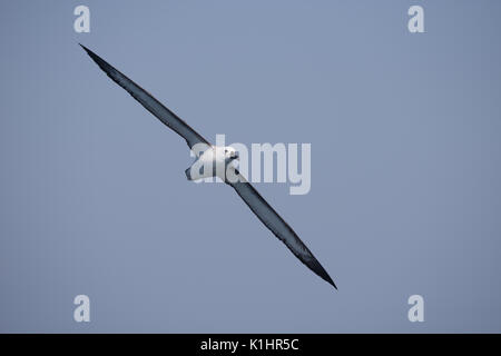 Atlantic Gelb - gerochen Albatross (Thalassarche chlororhynchos) aus SE Brasilien Stockfoto