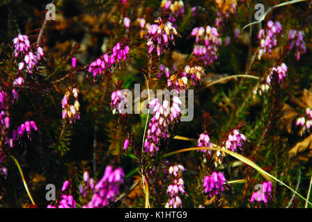 Ein erica Bush Blüte Stockfoto