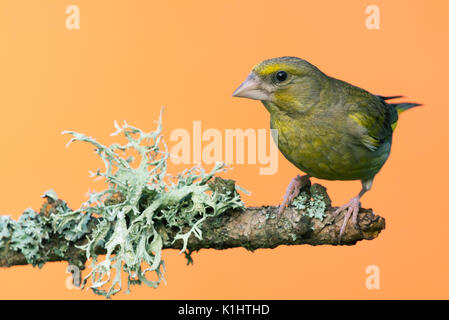 Horizontale Foto der männlichen Grünfink Songbird. Vogel ist auf hölzernen Zweig mit groß grau/grün Islandmoos thront. Vogel ist grün/gelbe Farbe und starke b Stockfoto